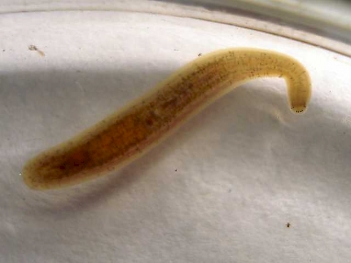 Abb. 2: Rollegel (Erpobdella octoculata), Foto: Christian Schlagenhaufer