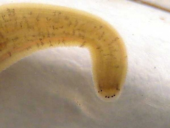 Abb. 3: Rollegel (Erpobdella octoculata), Foto: Christian Schlagenhaufer