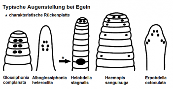 Abb. 3: Typische Augenstellungen bei Egeln; Grafik: E. Schorr