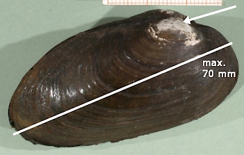 Abb. 2: Bachmuschel (Unio crassus), Foto: By Francisco Welter Schultes