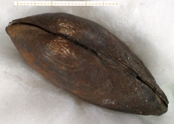 Abb. 3: Bachmuschel (Unio crassus), Foto: By Francisco Welter Schultes