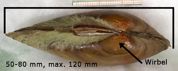 Abb. 2: Blasige Flussmuschel (Unio tumidus), Foto: By Francisco Welter Schultes