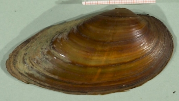 Abb. 3: Blasige Flussmuschel (Unio tumidus), Foto: By Francisco Welter Schultes
