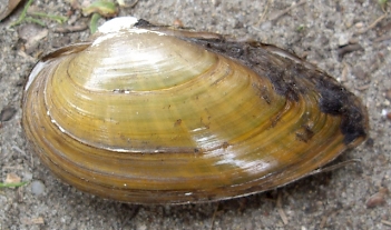 Abb. 1: Blasige Flussmuschel (Unio tumidus), Foto: