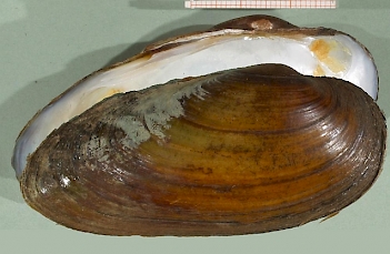 Abb. 1: Malermuschel (Unio pictorum), Foto: By Francisco Welter Schultes