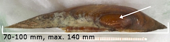 Abb. 2: Malermuschel (Unio pictorum), Foto: By Francisco Welter Schultes