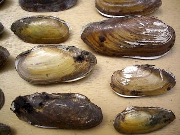 Abb. 3: Malermuscheln (Unio pictorum), Foto: By Francisco Welter Schultes