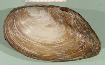 Abb. 1: Gemeine Teichmuschel (Anodonta anatina), Foto: By Francisco Welter Schultes