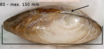 Abb. 2: Gemeine Teichmuschel (Anodonta anatina), Foto: By Francisco Welter Schultes