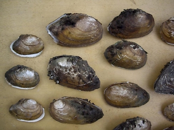 Abb. 3: Gemeine Teichmuscheln (Anodonta anatina), Foto: By Francisco Welter Schultes