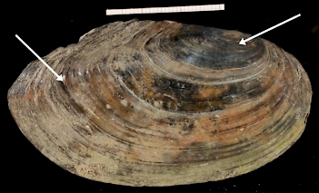 Abb. 1: Große Teichmuschel (Anodonta cygnea), Foto: By Francisco Welter Schultes