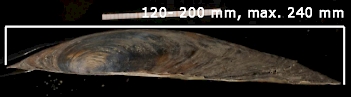Abb. 2: GroßeTeichmuschel (Anodonta cygnea), Foto: By Francisco Welter Schultes