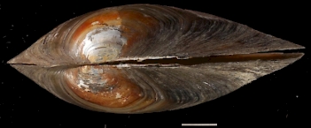 Abb. 3: GroßeTeichmuschel (Anodonta cygnea), Foto: By Francisco Welter Schultes