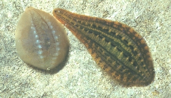Abb. 1: Großer Schneckenegel (Glossiphinia camplanata), Foto: A. Minelli, B. Sket, Y. de Jong