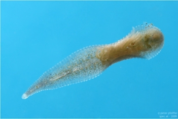 Abb. 2: Zweiäugiger Plattenegel (Helobdela stagnalis), Brutpflege, Foto: Peter Pfeiffer, (m. f. Genehmigung)