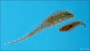 Abb. 1: Zweiäugiger Plattenegel (Helobdela stagnalis), Foto: Peter Pfeiffer, (m. f. Genehmigung)