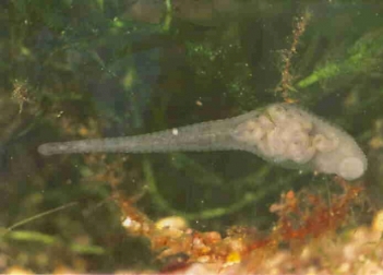 Abb. 3: Zweiäugiger Plattenegel (Helobdela stagnalis) mit Brutkokon, Foto: Prof. Dr. U. Heitkamp (m. f. Genehmigung)