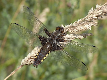 Abb. 4: Großlibelle (Plattbauchlibelle), Foto: By Quartl