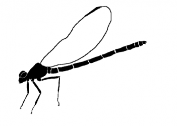 Abb. 4: Schema eines Kleinlibellen-Imago: Grafik: E. Schorr