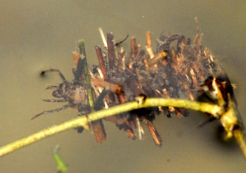 Abb. 1: Limnephilus sp., Foto: James Lindsey