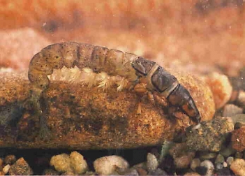 Abb. 1: Hydropsyche pellucidula, Foto: Prof. Dr. U. Heitkamp (m. f. Genehmigung)