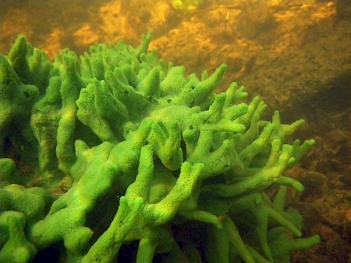 Abb. 1: Süßwasserschwamm (Spongillidae), Foto: Oleg Kirillow