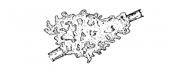 Abb. 2: Schema des Süßwasserschwammes, Grafik: E. Schorr
