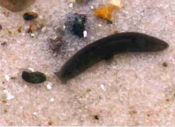 Abb. 1: Alpenstrudelwurm (Crenobia alpina), Foto: Prof. Dr. U. Heitkamp (m. f. Genehmigung)