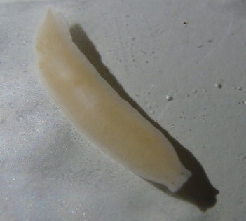 Abb. 1: Dendroceolum lacteum, Foto: By Eduard Solà