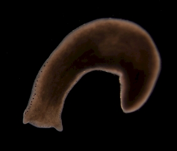 Abb. 1: Vielaugenstrudelwurm (Polycelis felina), Foto: By Eduard Solà