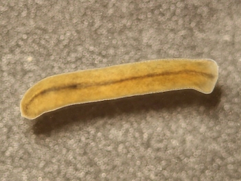 Abb. 1: Vielaugen-Strudelwurm (Polycelis tenuis), Foto: Christian Schlagenhaufer (m. fr. Genehmigung)