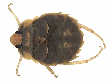 Abb.: Grundwanze (Aphelocheirus aestivalis) adultes Tier, Foto: By M. Raupac, L. Hendrich, S. M. Küchler, F. Deister, J. Moriniere, M. M. Gossner